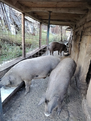 Porci și junincă de vânzare 
