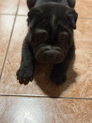 Pui shar pei de vanzare - imagine 2