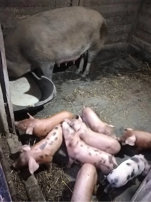 Scroafa cu purcei