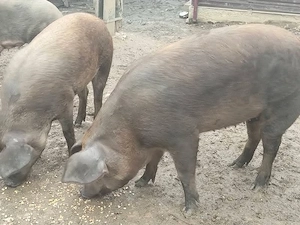 Disponibile 2 șoldane duroc