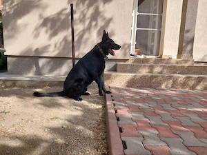 Pui ciobanesc german negru- parinti cu pedigree - imagine 4
