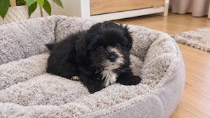 bichon havanez 