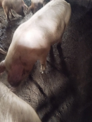 porci de vanzare