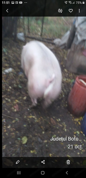 Vând porc petrain 