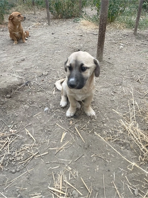 Spre adoptie un băiat si 3 fete  - imagine 4