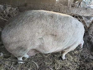 Porcii mari (400kg, 350 kg , 300 kg , 250 kg ),dar și mai mici. 
