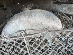 Porci de țară, nu de fermă. 200-400kg,  70-110kg - imagine 2