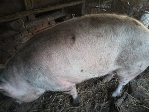 Porci de țară, nu de fermă. 200-400kg,  70-110kg