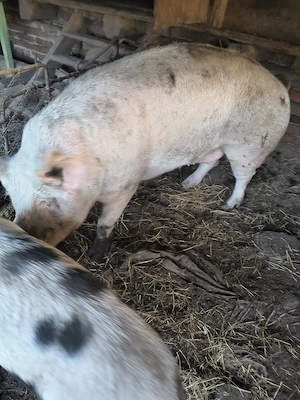 Porci de țară, nu de fermă. 200-400kg,  70-110kg - imagine 3
