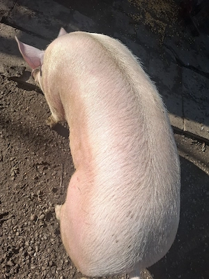 Porc de calitate  - imagine 4