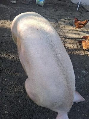 Porc de calitate  - imagine 2
