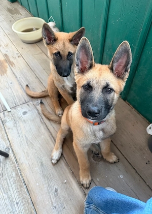 Cățeluși Malinois x Akita 