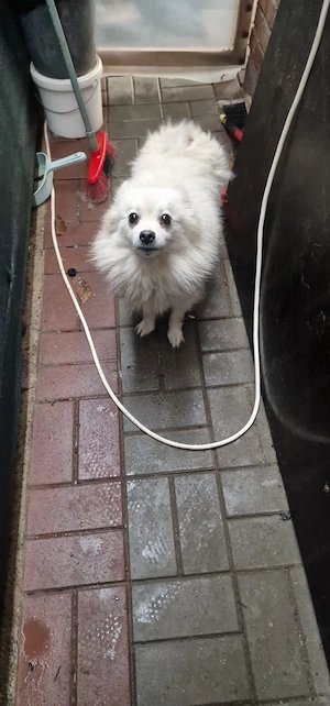 Catelușă in căutare de o familie iubitoare  - imagine 3