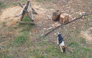 Fox-terrier catel