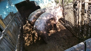 Vând porci de carne crescuți bio - imagine 2