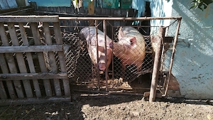 Vând porci de carne crescuți bio - imagine 3