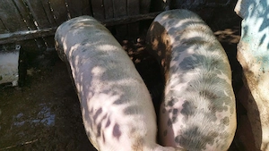 Vând porci de carne crescuți bio