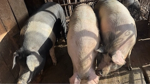 Porci de vanzare