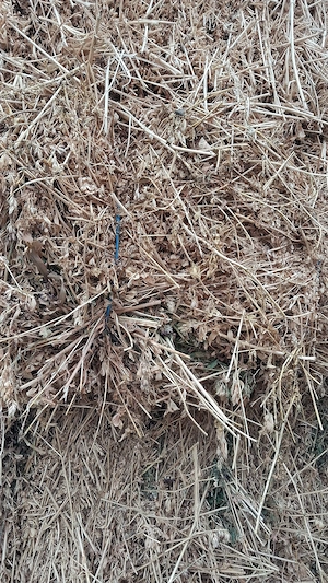 baloti lucerna 30 buc sau schimb cu cereale sau animale de ferma  - imagine 2