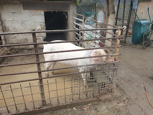 Porc pentru proțap 