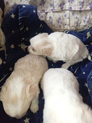 Căței Bichon havanez - imagine 2