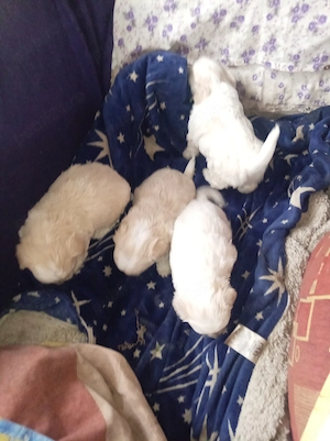 Căței Bichon havanez - imagine 3