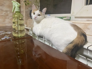 Două surioare în vârstă de 3 ani îşi caută un nou cămin. - imagine 3