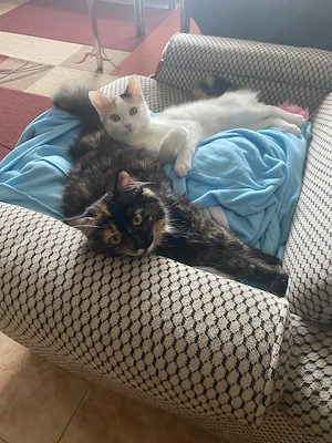 Două surioare în vârstă de 3 ani îşi caută un nou cămin.