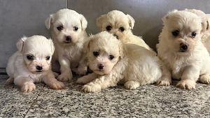 Puiuti Bichon  - imagine 2