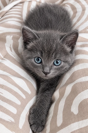 Fetiță british shorthair 