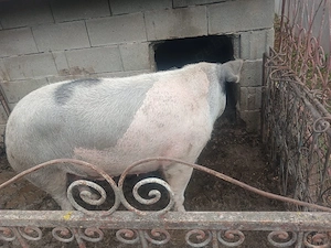 Vand porc,   - imagine 2