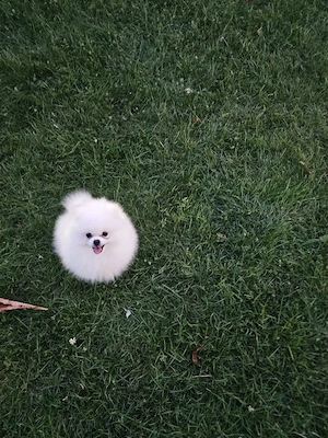 Pomeranian Toy
