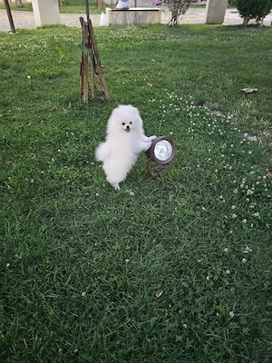 Pomeranian Toy - imagine 5