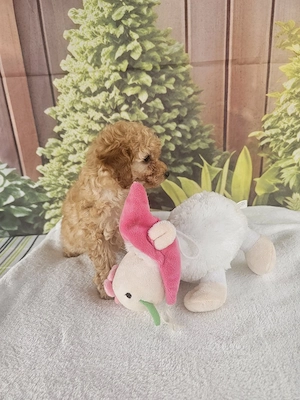 Poodle Toy
