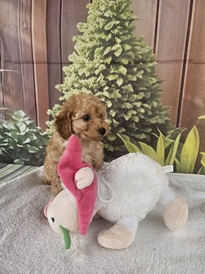 Poodle Toy - imagine 5