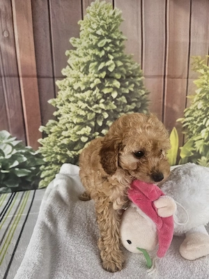 Poodle Toy - imagine 3