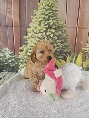 Poodle Toy - imagine 2