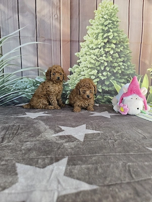 Poodle Toy - imagine 4