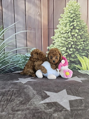 Poodle Toy - imagine 5