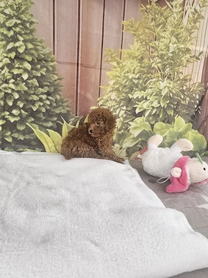 Poodle Toy - imagine 2