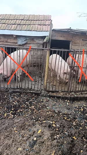 Vand porc 13 lei kg
