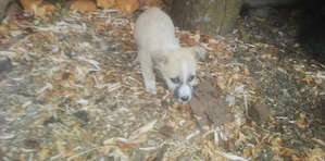 Donez 3 puiuți de cățel