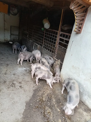 vand 10 porci - imagine 2