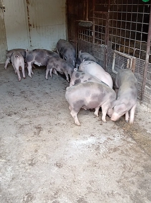vand 10 porci - imagine 3