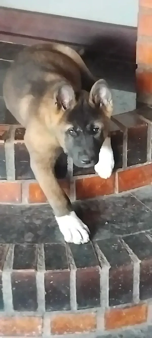 Vănd căței Akita inu