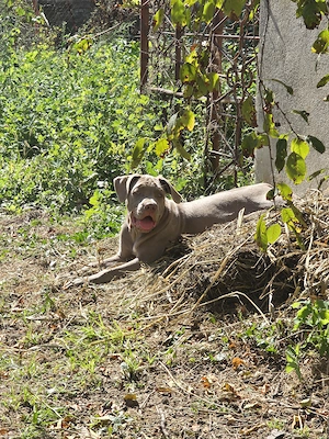 Pui American Bully XL   femelă 5 luni, linie premium - imagine 5
