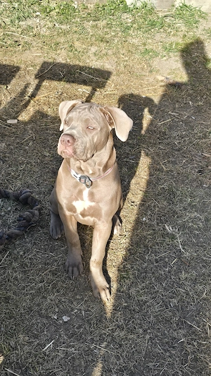 Pui American Bully XL   femelă 5 luni, linie premium - imagine 2