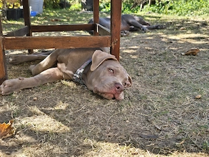 Pui American Bully XL   femelă 5 luni, linie premium - imagine 4