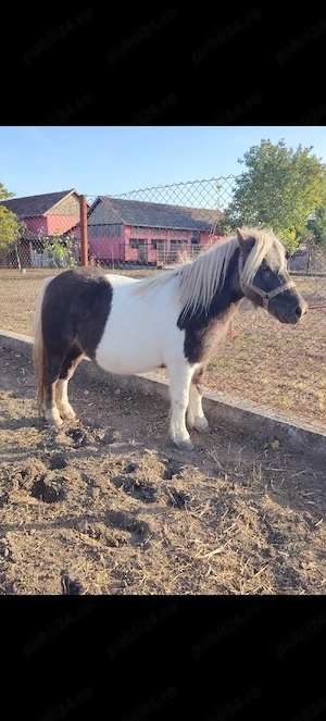 Iapa ponei 7 ani 