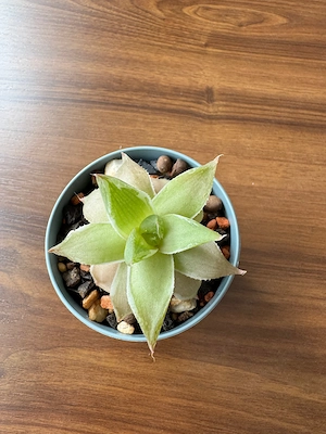 Haworthia Cymbiformis Variegata   Suculentă de Colecție + Ghiveci Inclus - Raritate!